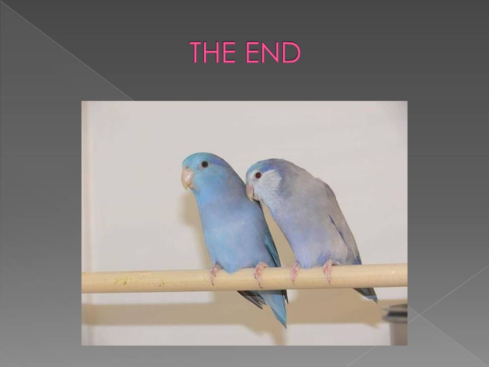 Smallest Parrot in Aviculture Slide
